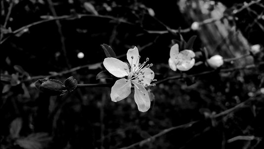 Black and white white spring