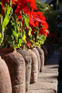 Pots christmas christmas flower photo