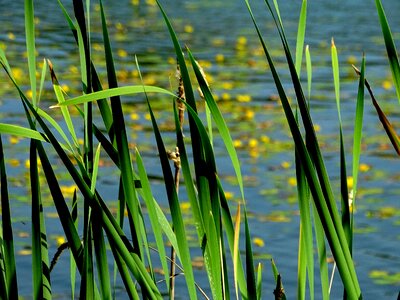 Water nature pond photo