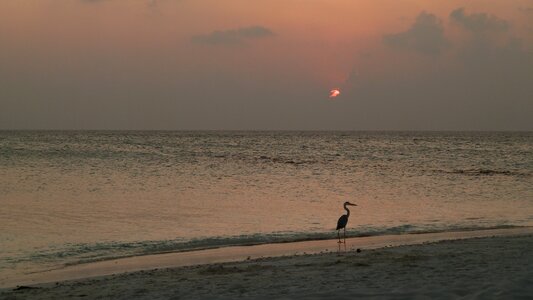 Sea sun bird