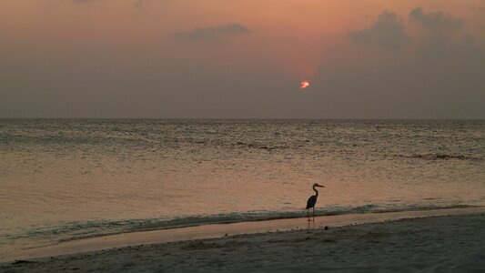 Sea sun bird photo