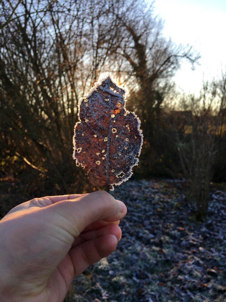 Leaves season escape