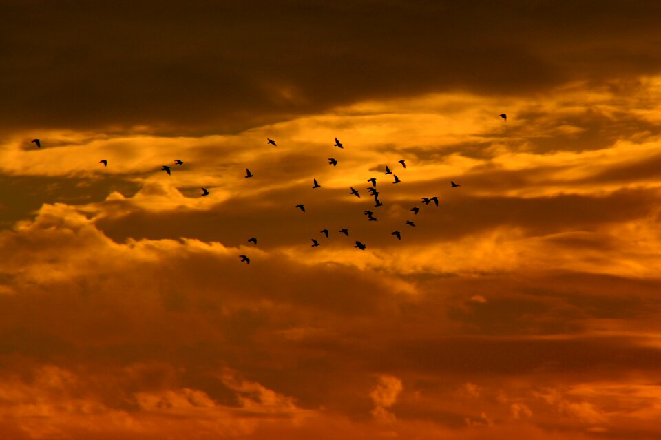 Cloud birds red