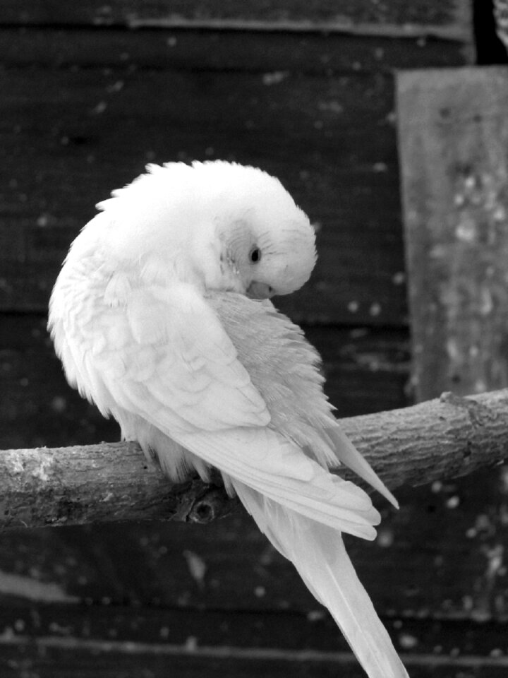 Animals animal black