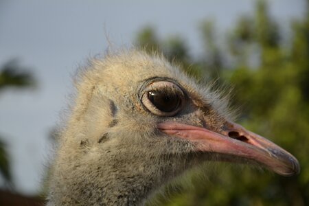 Bird africa ostrich farm photo