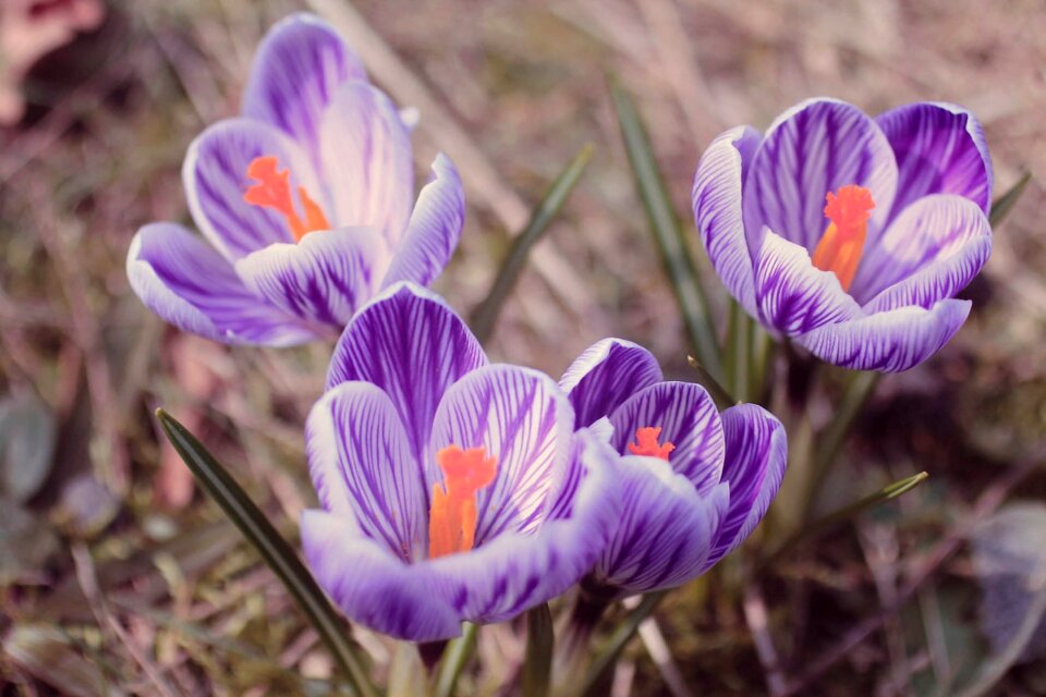 Close up flower spring crocus