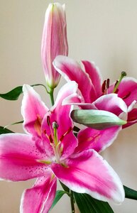 Floral petals bouquet