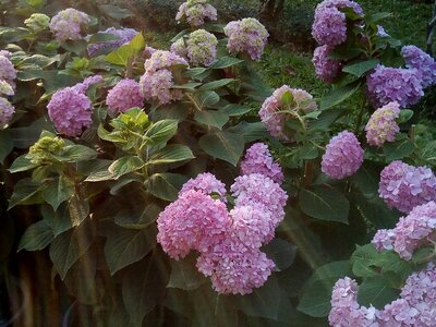 Flowers refreshing pink
