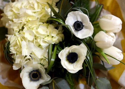 Hydrangeas tulips white tulips