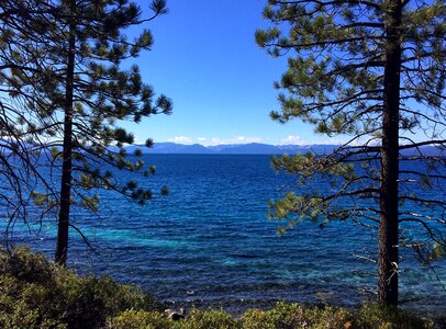 Blue water trees