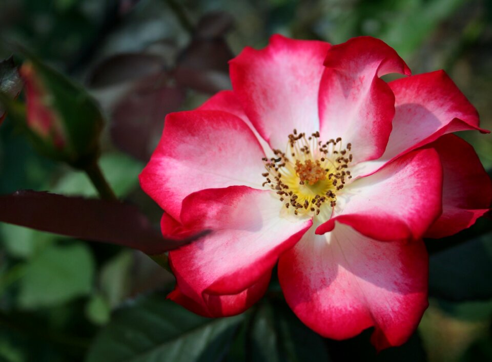 Floral romantic blossom