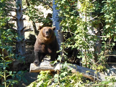 Bear zoo wildlife