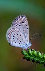 Butterfly animal macros photo