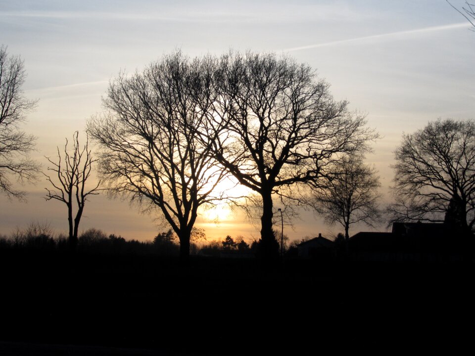Trees sunset silhouette