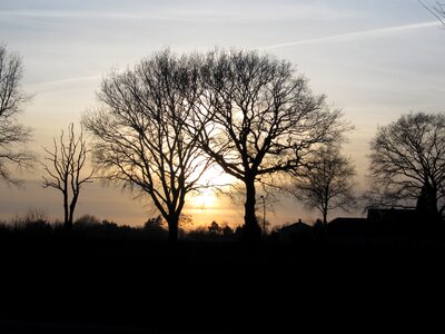 Trees sunset silhouette photo