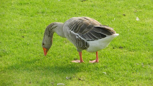 Green nature goose