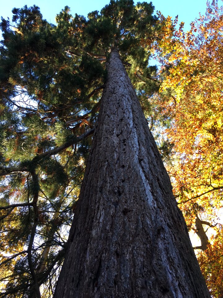 Sun forest wood