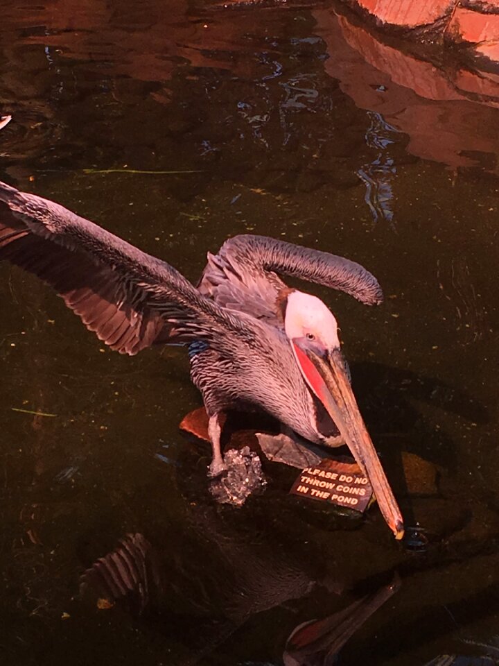 Bird wildlife