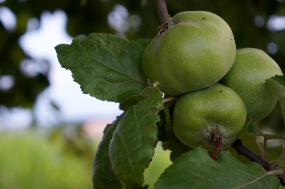Fruit autumn harvest