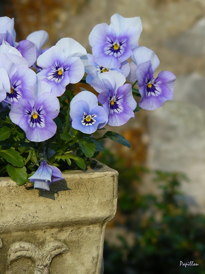 Violet plant blossom bloom