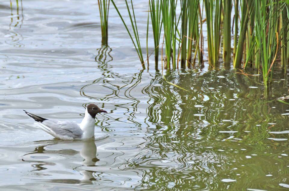 Nature landscape animal
