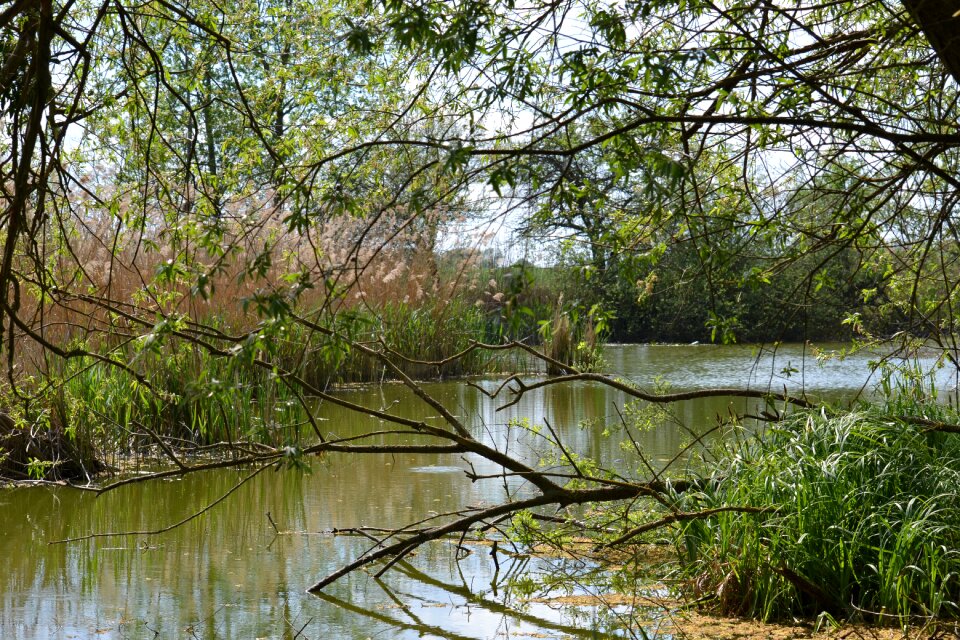 Reed lake waters