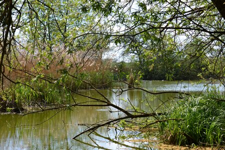 Reed lake waters photo