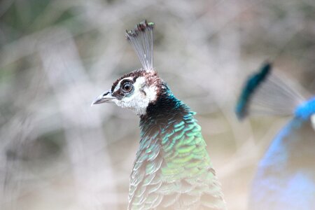 Nature animal colorful