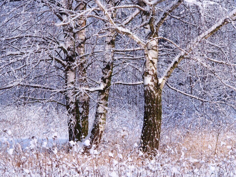 Nature birch forest