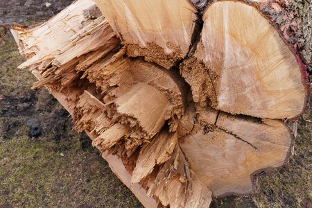 Wood morsch log photo