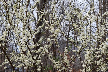 Bloom flower tree photo