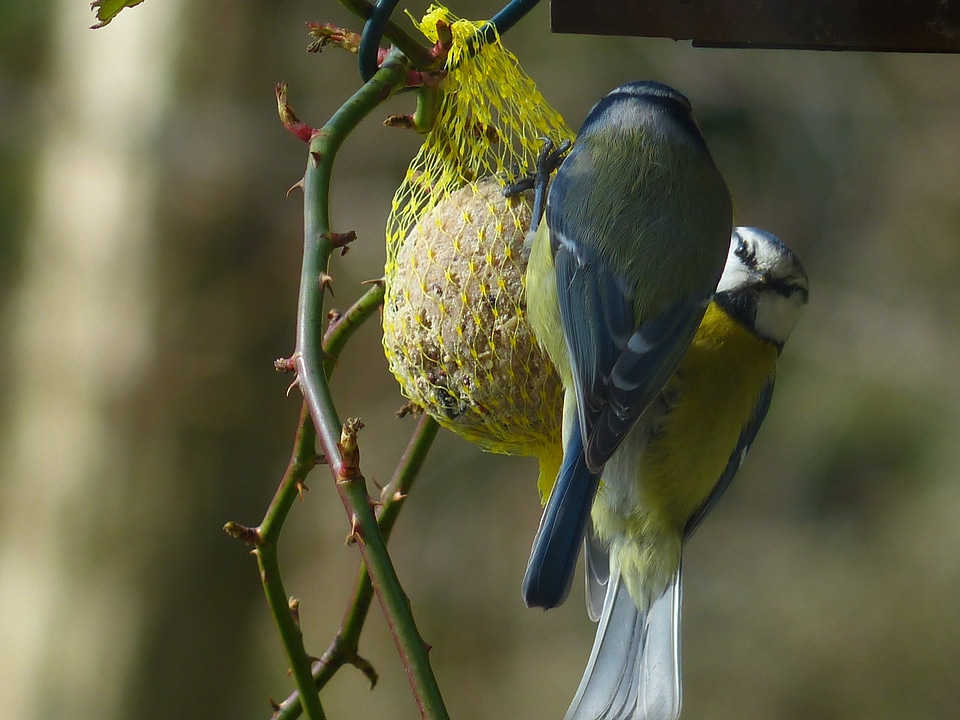 Parus caeruleus paridae small bird