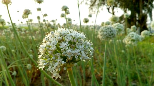 Nature green onion