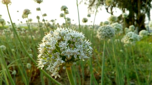 Nature green onion photo