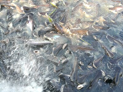 Animal feed