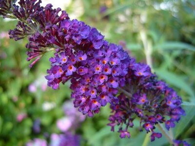 Purple flower natural nature photo