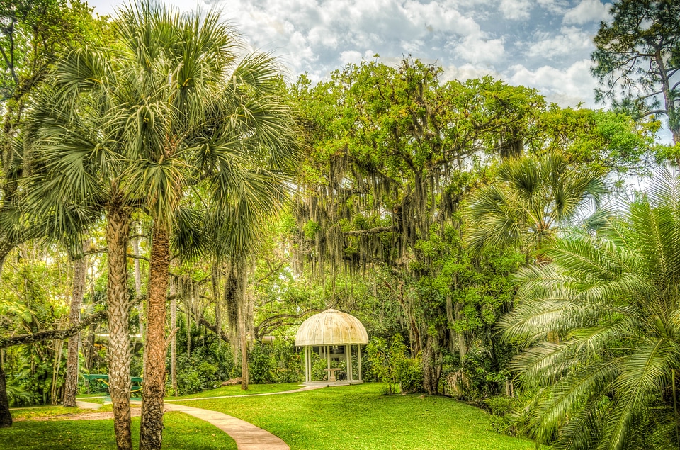 Gazebo tree organic