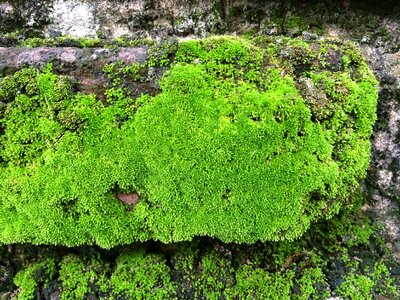 Green texture green rock photo