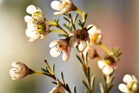 Plant strauss white blossom