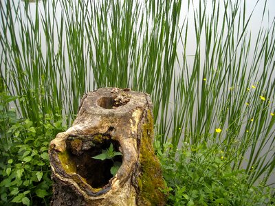 Reed lake nature