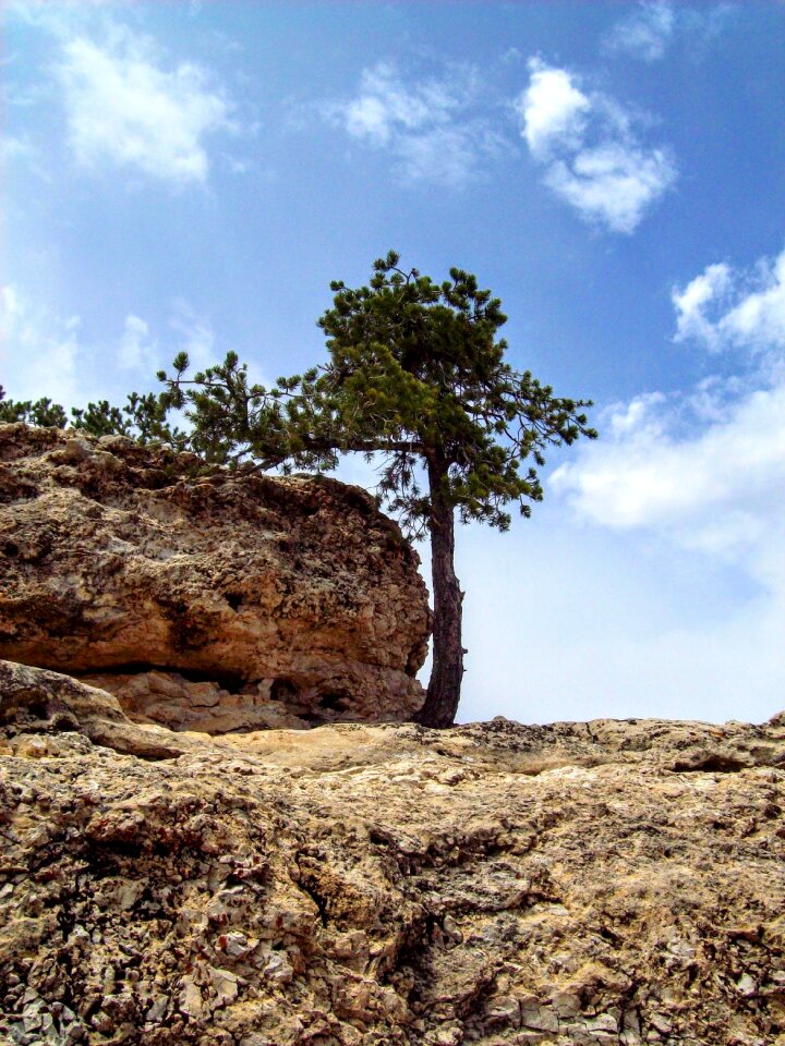 Colorado mountains tree