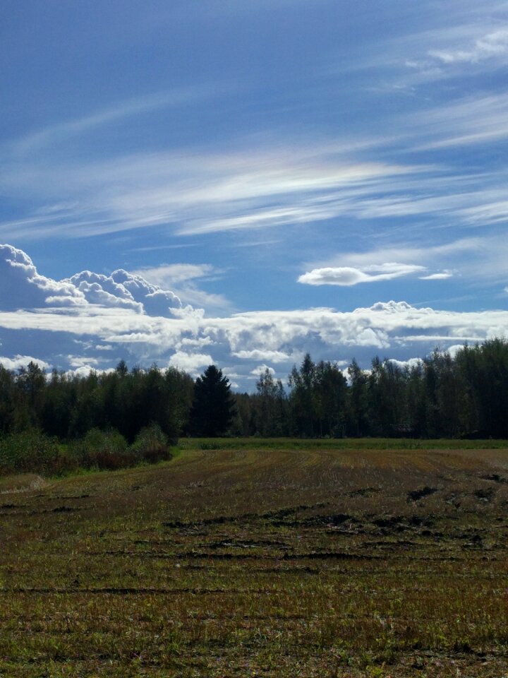 Blue sky go forest