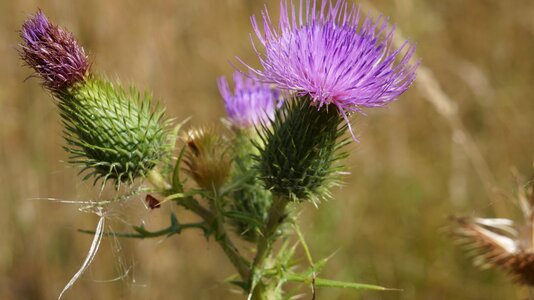 Prickly flower green photo