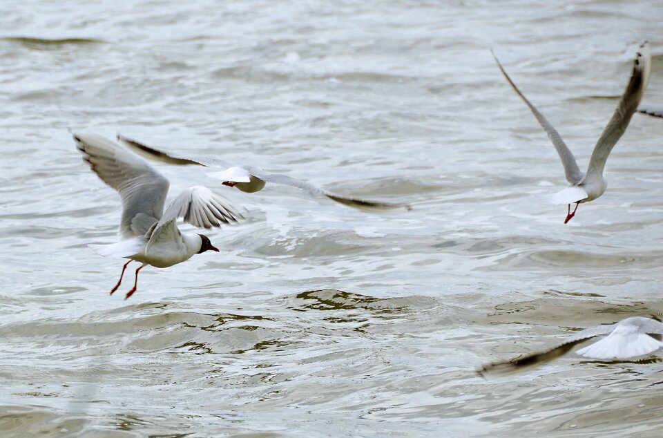 Nature landscape animal