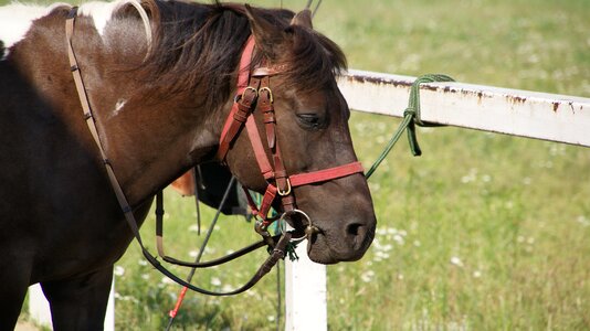 Bay the reins riding