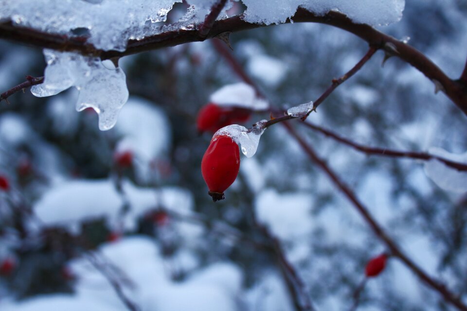 Snow winter icing photo