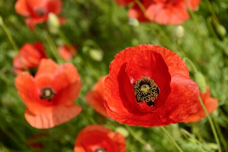 Poppy flower red red poppy photo