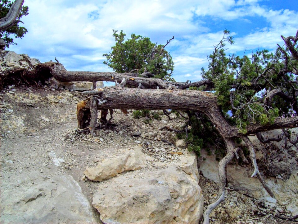 Summer colorado tree