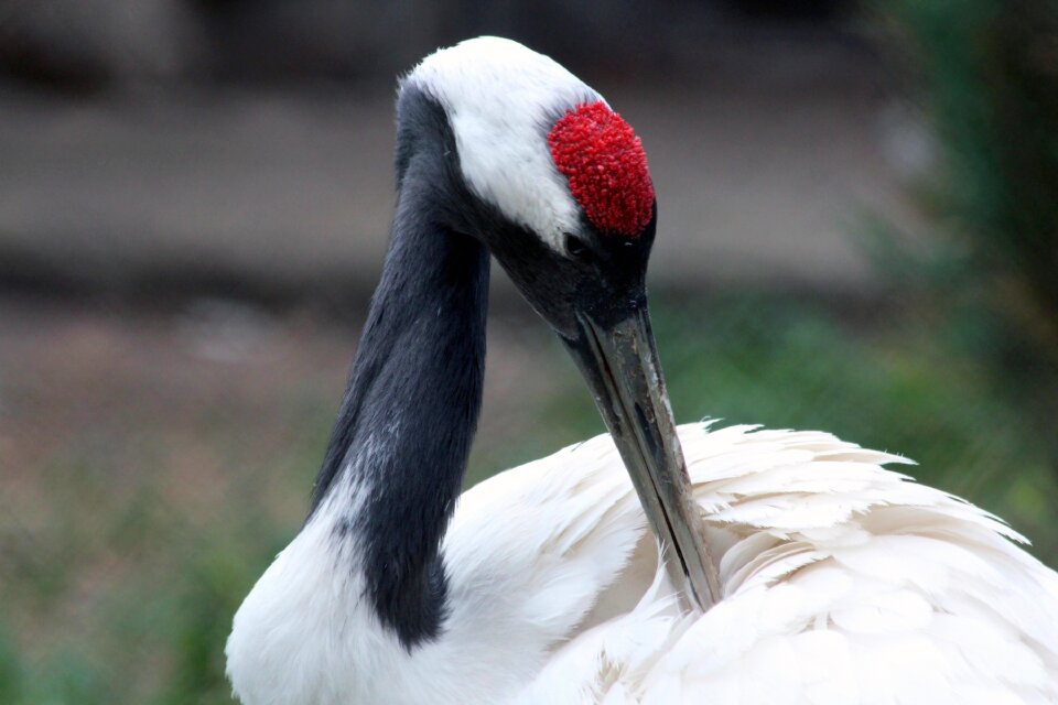Grus japonensis crane bird