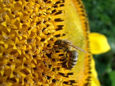 Sun flower honey insect photo